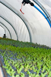 Sedum Plug plants growing ready for Green Roofs