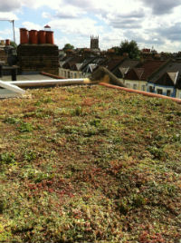 Sedum Green Roof