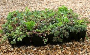 What is a Green Roof?