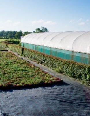 Sedum green roof farm