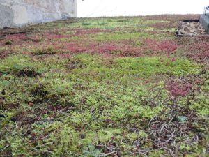 Moss sedum roof